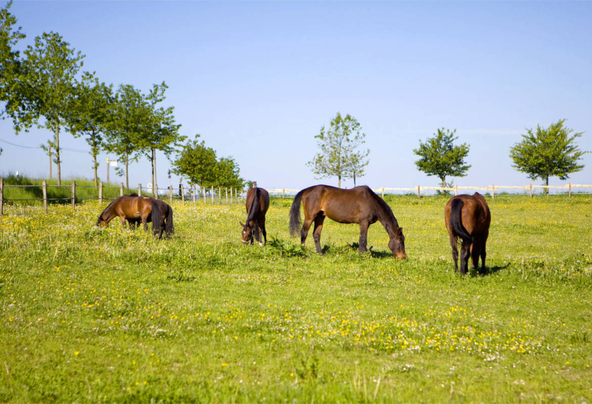 Hintergrund-WIESE-1173x800px96ppi.jpg