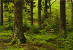 Icon-WALD-50px96ppi.jpg